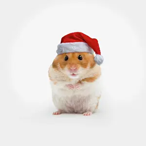 Golden hamster wearing Christmas hat