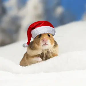 040718: Golden Hamster wearing Christmas hat in winter snow