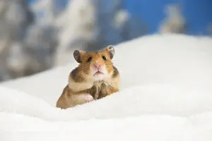 Hamsters: Golden Hamster in winter snow scene