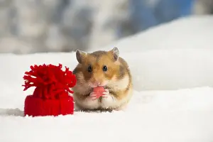 Hamsters: Golden Hamster in winter snow scene