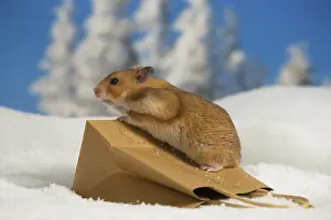 Hamsters: Golden Hamster in winter snow scene