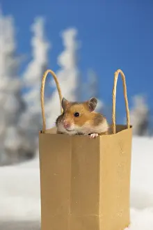 Hamsters: Golden Hamster in winter snow scene