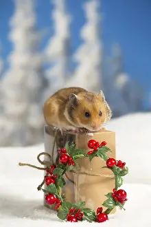 Hamsters: Golden Hamster in winter snow scene