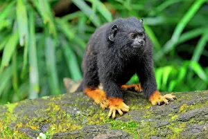 Tamarins: Golden-handed Tamarin