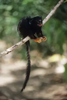 Tamarins: Golden-handed Tamarin