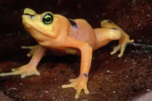 Atelopus: Golden Harlequin Frog