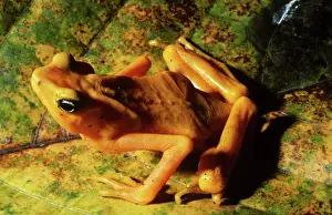 Atelopus: Golden Harlequin Frog