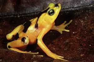Atelopus: Golden Harlequin Frog