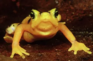 Atelopus: Golden Harlequin Frog