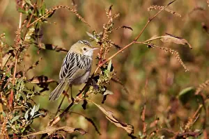 Cisticolas: Golden-headed Cisticola