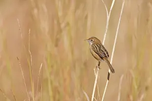 Cisticolas: Golden-headed Cisticola