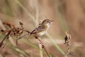 Exilis: Golden-headed Cisticola