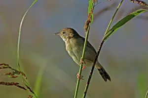 Cisticola: Golden-headed Cisticola