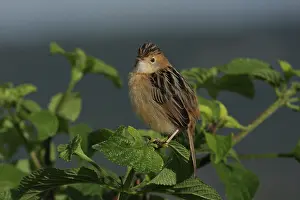 Cisticola: Golden-headed Cisticola