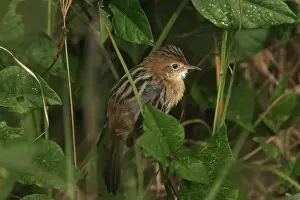 Cisticola: Golden-headed Cisticola