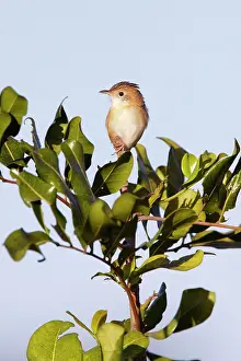 Cisticolas: Golden-headed Cisticola - female