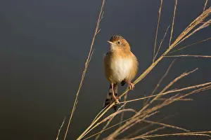 Tableland: Golden-headed Cisticola - At Hasties Swamp - Atherton