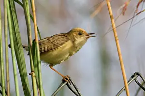 Cisticolas: Golden-headed Cisticola male