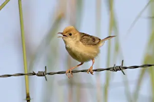 Cisticolas: Golden-headed Cisticola male calling