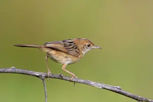 Exilis: Golden-headed Cisticola - perched on a twig