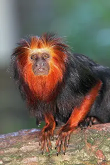 Leontopithecus: Golden-headed Lion Tamarin
