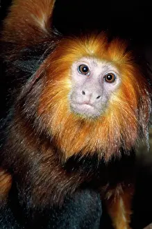 Leontopithecus: Golden-headed Lion Tamarin