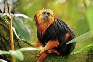 Leontopithecus: Golden-headed Lion Tamarin