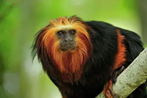 Leontopithecus: Golden-headed Lion Tamarin