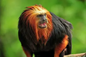 Leontopithecus: Golden-headed Lion Tamarin