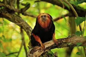 Leontopithecus: Golden-headed Lion Tamarin