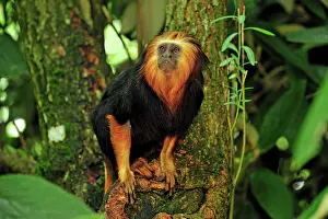 Leontopithecus: Golden-headed Lion Tamarin