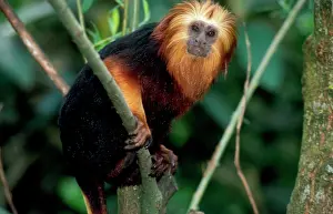 Leontopithecus: Golden-headed lion TAMARIN / Gold and Black Lion