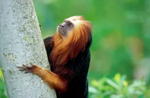 Leontopithecus: Golden-headed lion TAMARIN / Gold and Black Lion