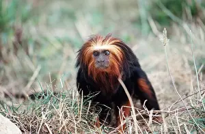 Tamarins: Golden-headed lion TAMARIN / Gold and Black Lion