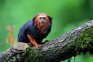 Leontopithecus: Golden-headed lion tamarin (Leontopithecus chrysomelas)
