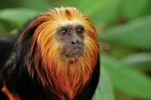 Leontopithecus: Golden-headed Lion Tamarin - portrait