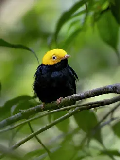 Shade: Golden-headed Manakin (Ceratopipra erythrocephala), Peru