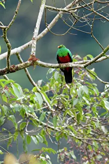 Auriceps: Golden-headed Quetzal