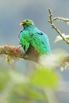 Auriceps: Golden-headed Quetzal