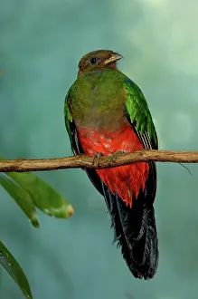 Auriceps: Golden-Headed Quetzal