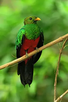 Auriceps: Golden-headed Quetzal controlled conditions