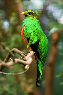 Auriceps: Golden-headed Quetzal, male perched on branch, controlled