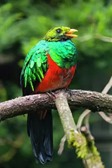 Auriceps: Golden - headed Quetzal, male perched on branch