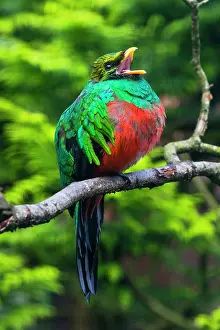 Auriceps: Golden - headed Quetzal, male perched on branch