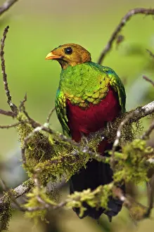 Auriceps: Golden-headed Quetzal (Pharomachrus auriceps)
