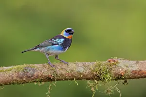 040422: Golden Headed Tanager Stilpnia larvata Boco Tapada, Costa Ri