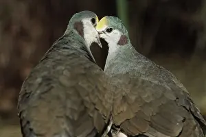 Regurgitating: Golden-heart Pigeons