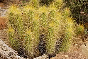 Echinocereus: Golden Hedgehog Cactus