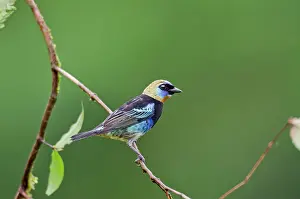 Tangara: Golden-hooded Tanager