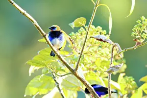 Rican: Golden-hooded Tanager